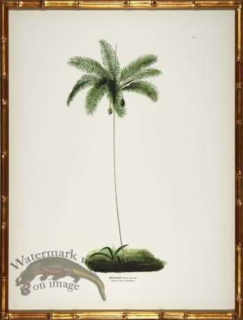 Palm trees in Gold Bamboo 02